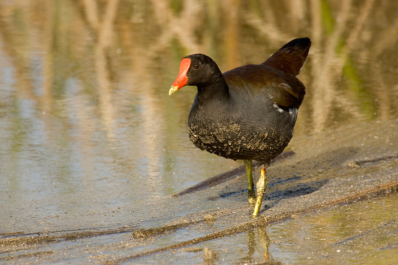 CommonMoorhen