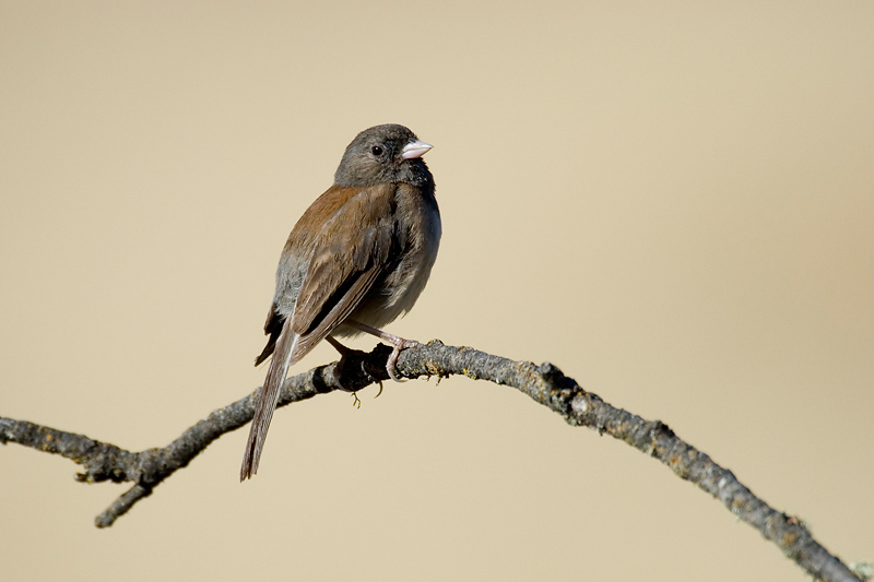 Junco hyemalis