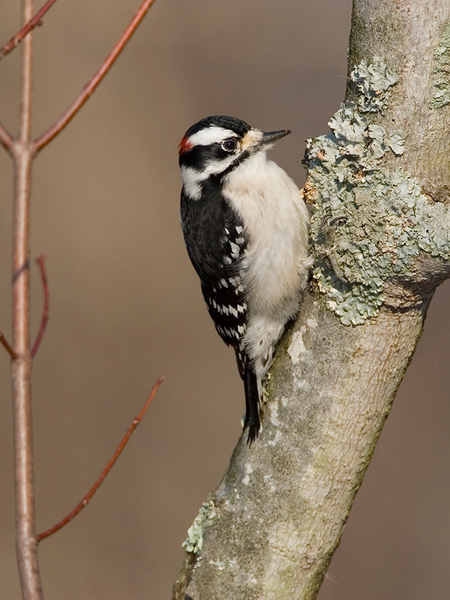 Piciformes