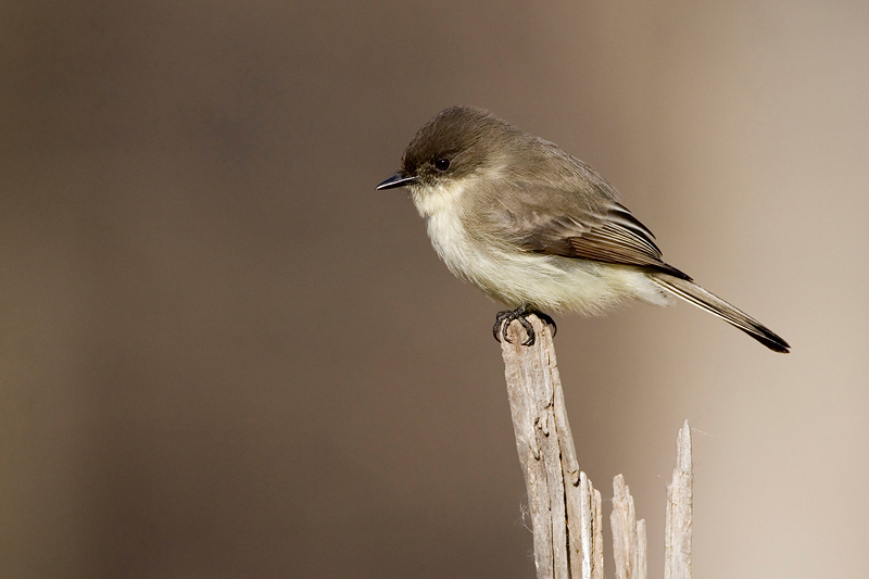 Passeriformes