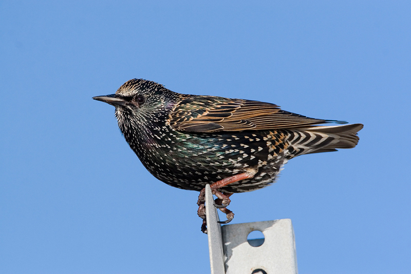 Sturnus vulgaris