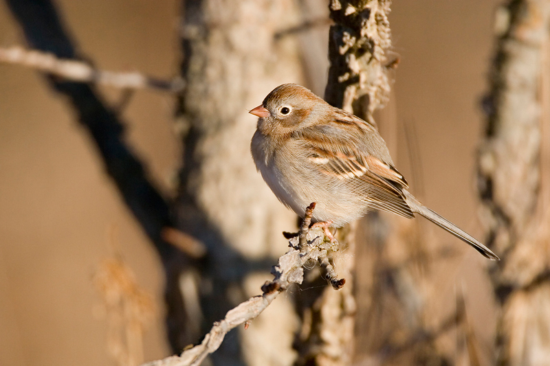 FieldSparrow