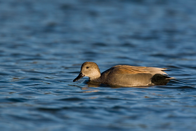 Anseriformes