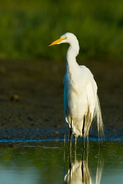 Ardea