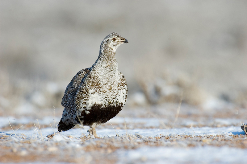 Galliformes