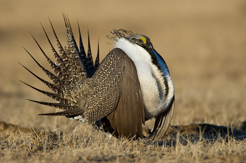 Galliformes