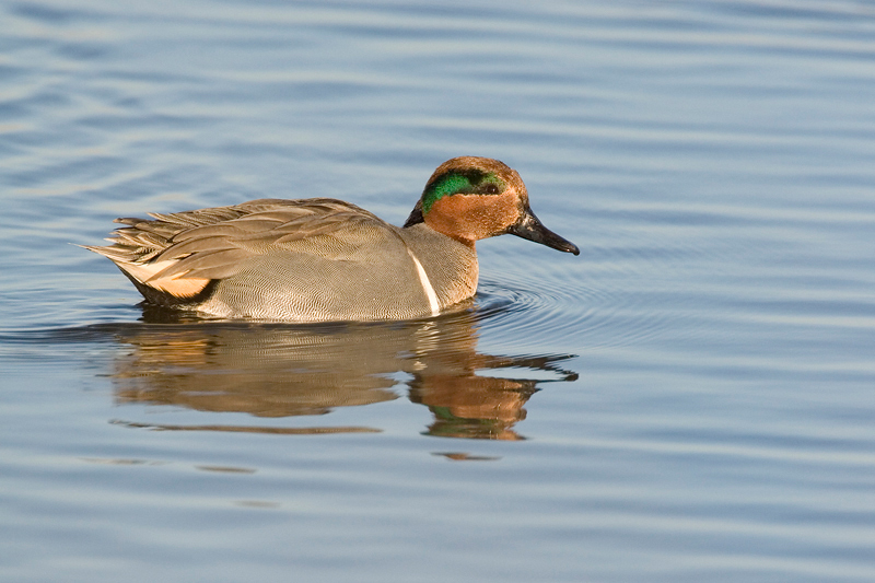 Anseriformes