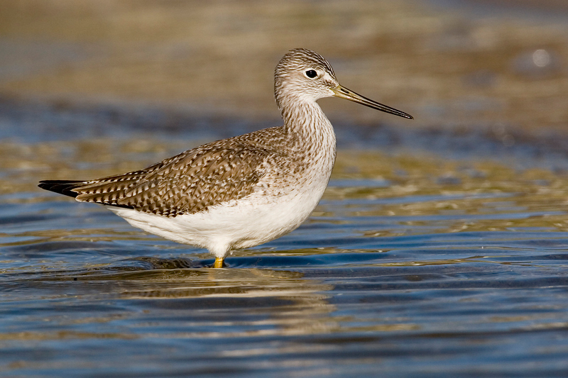 LesserYellowlegs