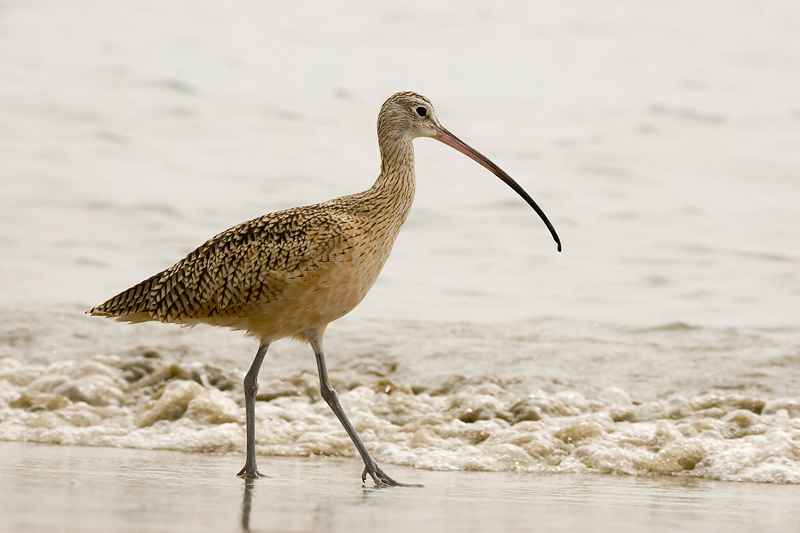 LongBilledCurlew