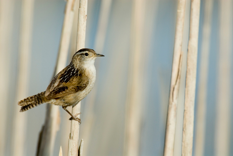 Passeriformes