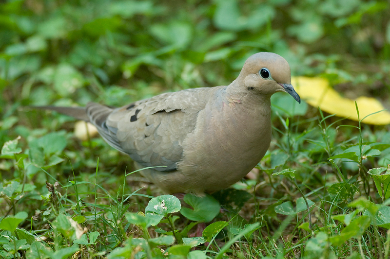 MourningDove