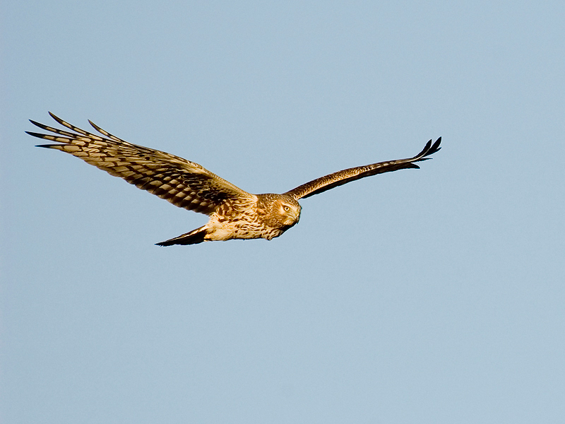 Falconiformes