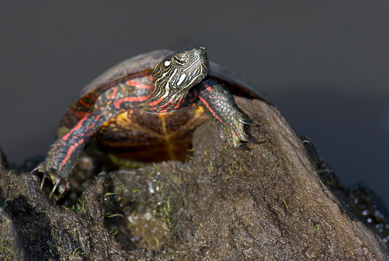 PaintedTurtle