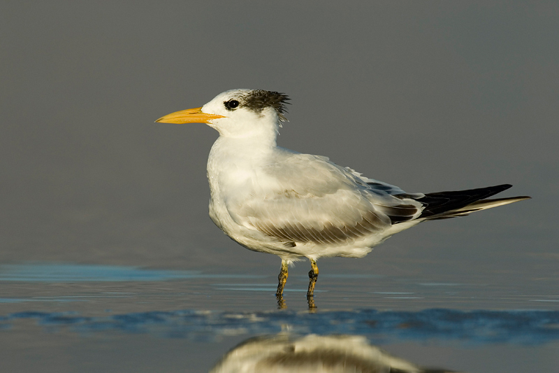 Charadriiformes