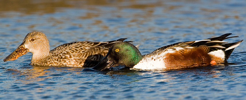 Anseriformes