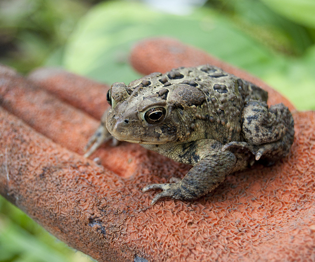 Anaxyrus americanus