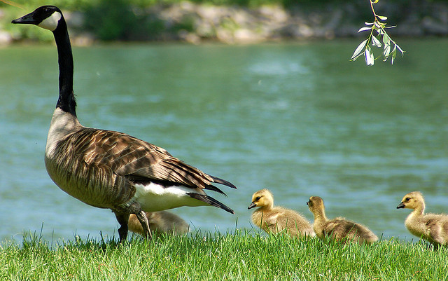 Anseriformes