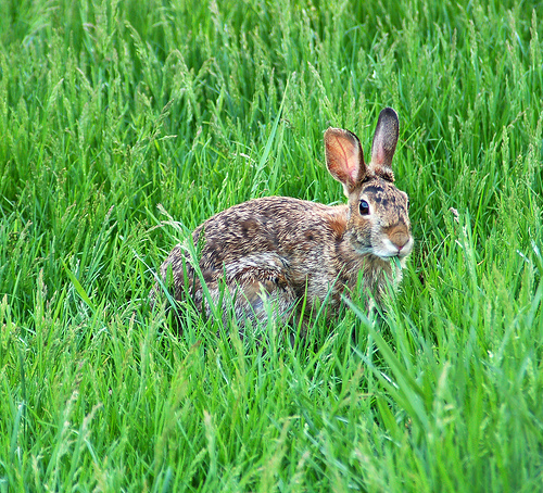 Leporidae