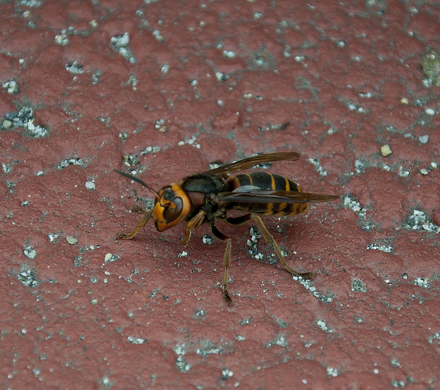 japanesegianthornet