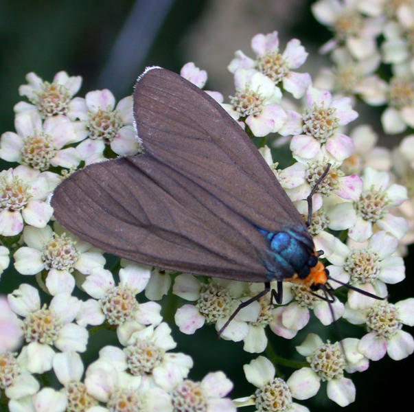 Ctenucha