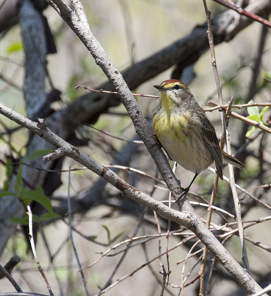 palmwarbler