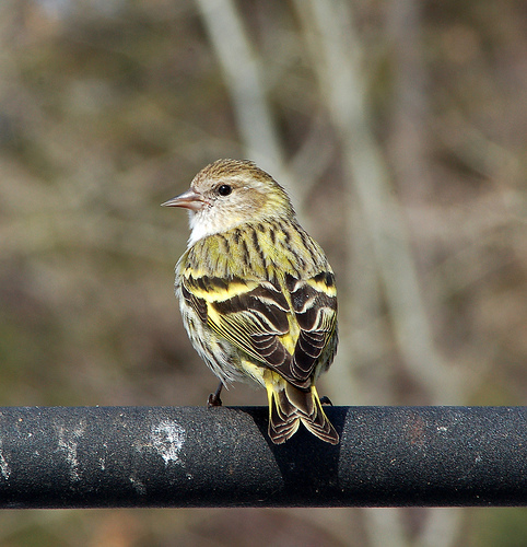 Fringillidae