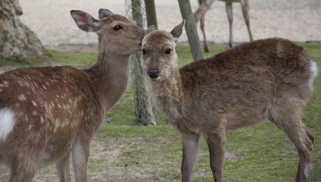 Cervus