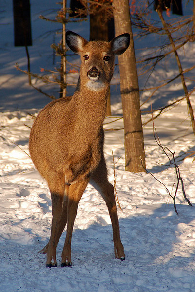 whitetaileddeer