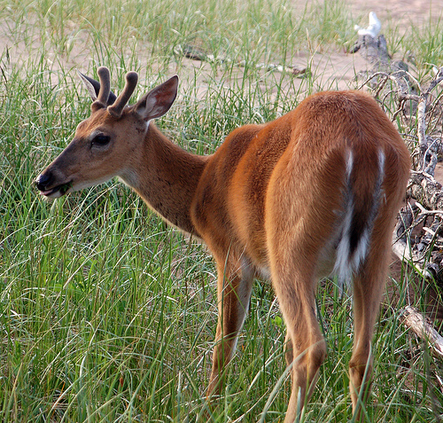 Odocoileus virginianus