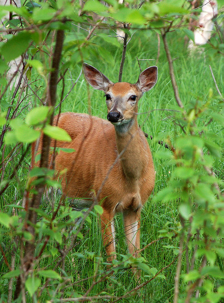 Cervidae