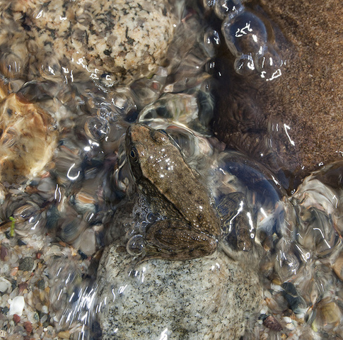 Photo of Lithobates sylvaticus