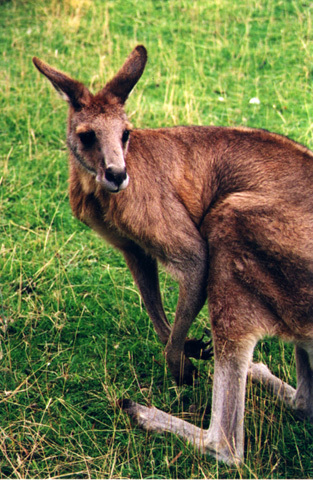 kangaroo1