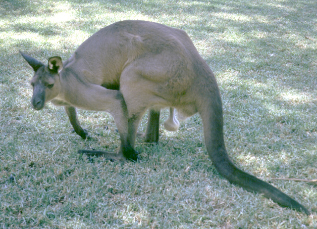 Macropus fuliginosus