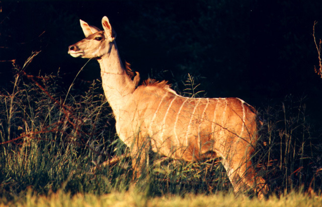 Tragelaphus strepsiceros