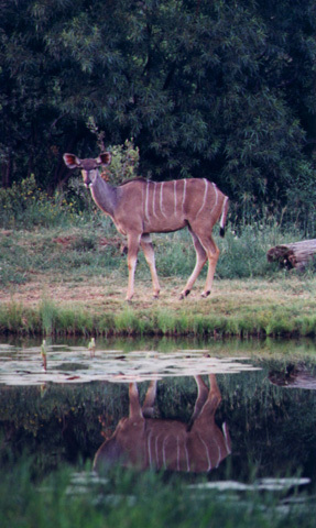 Artiodactyla