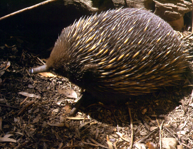 Tachyglossidae