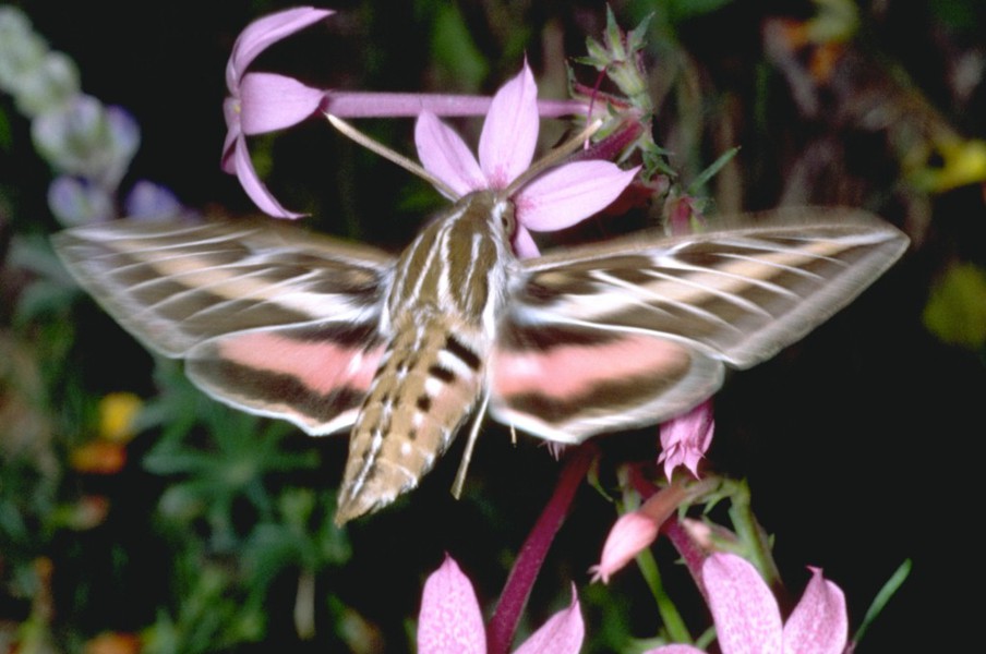 Sphingidae