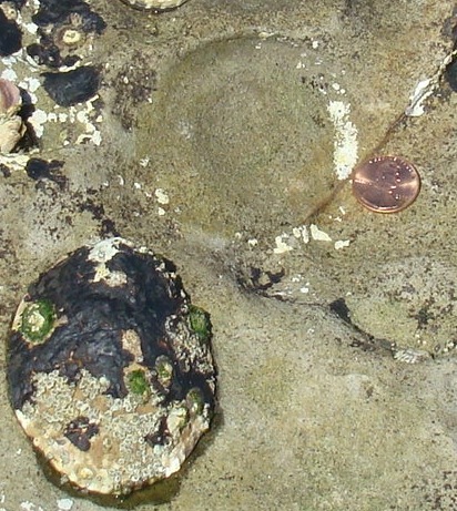 Eumetazoa