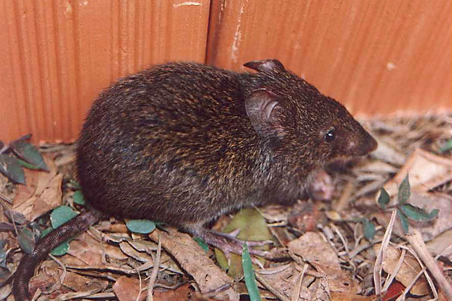 Rodentia