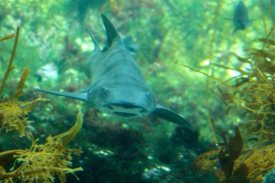 Elasmobranchii