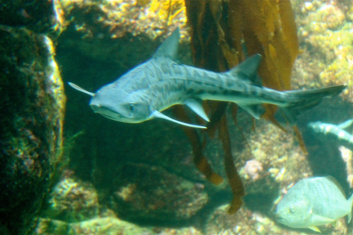 Photo of Triakis semifasciata