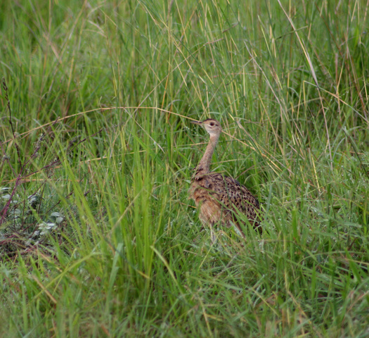 Photo of Lissotis melanogaster