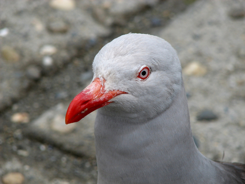 Charadriiformes