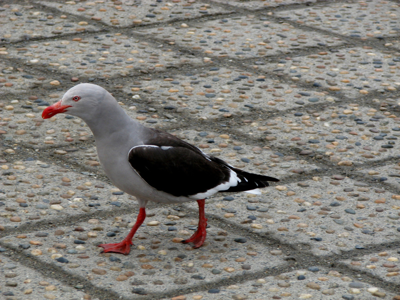 Leucophaeus scoresbii