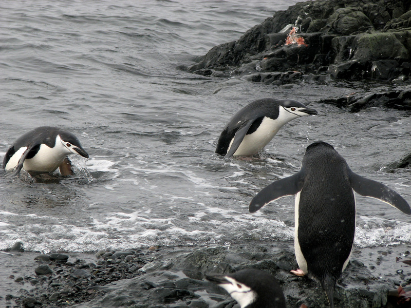 Pygoscelis antarcticus