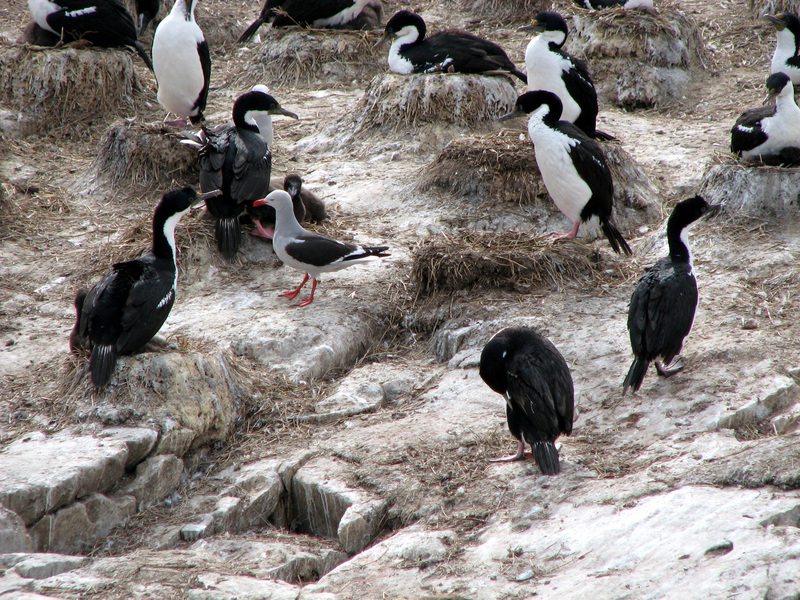 Phalacrocoraxatriceps196