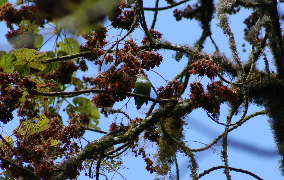 Passeriformes