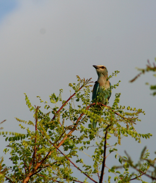 Coracias abyssinicus