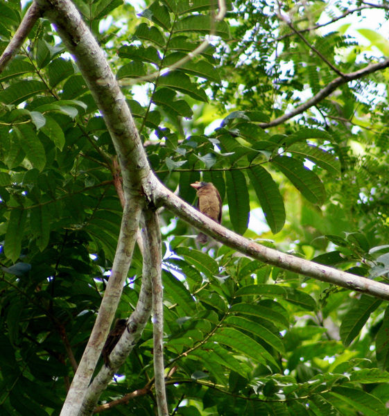 bristlenosedbarbet3600