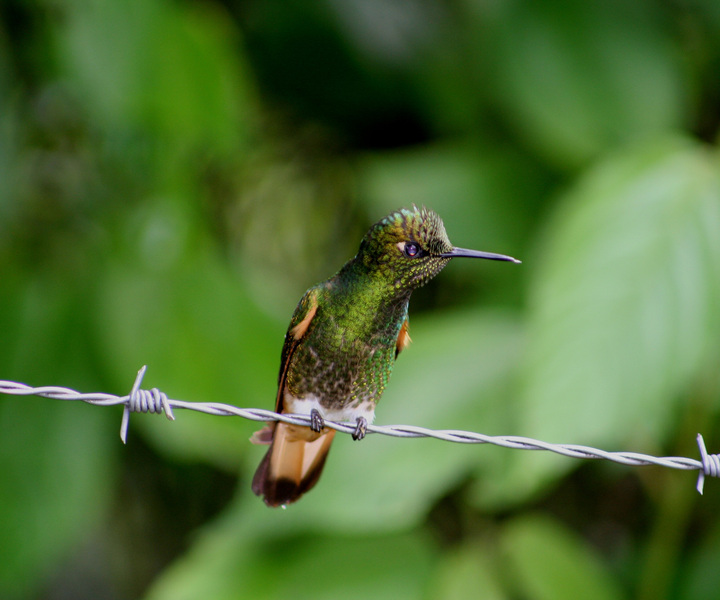 Trochilidae